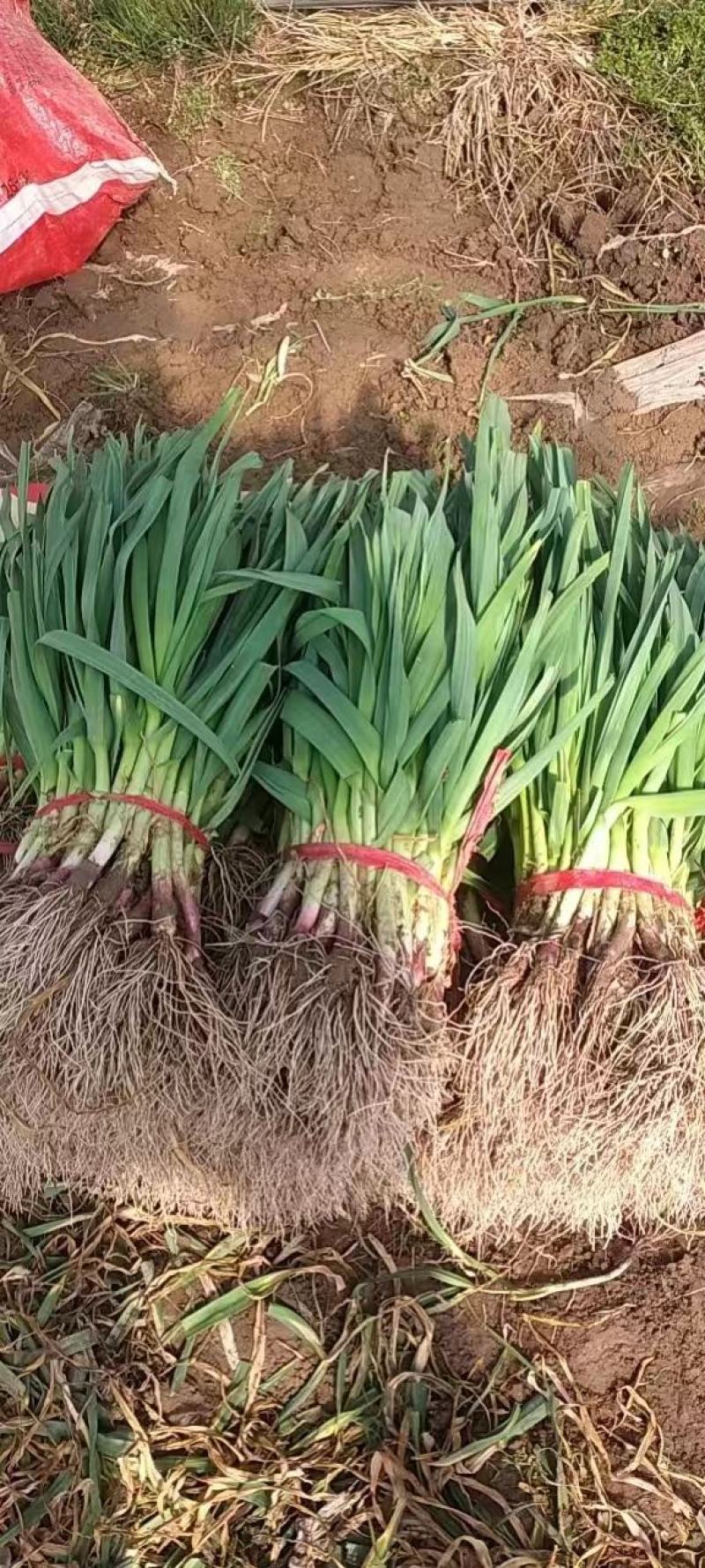 红根蒜苗净菜水洗支持批发加工厂走货量大从优