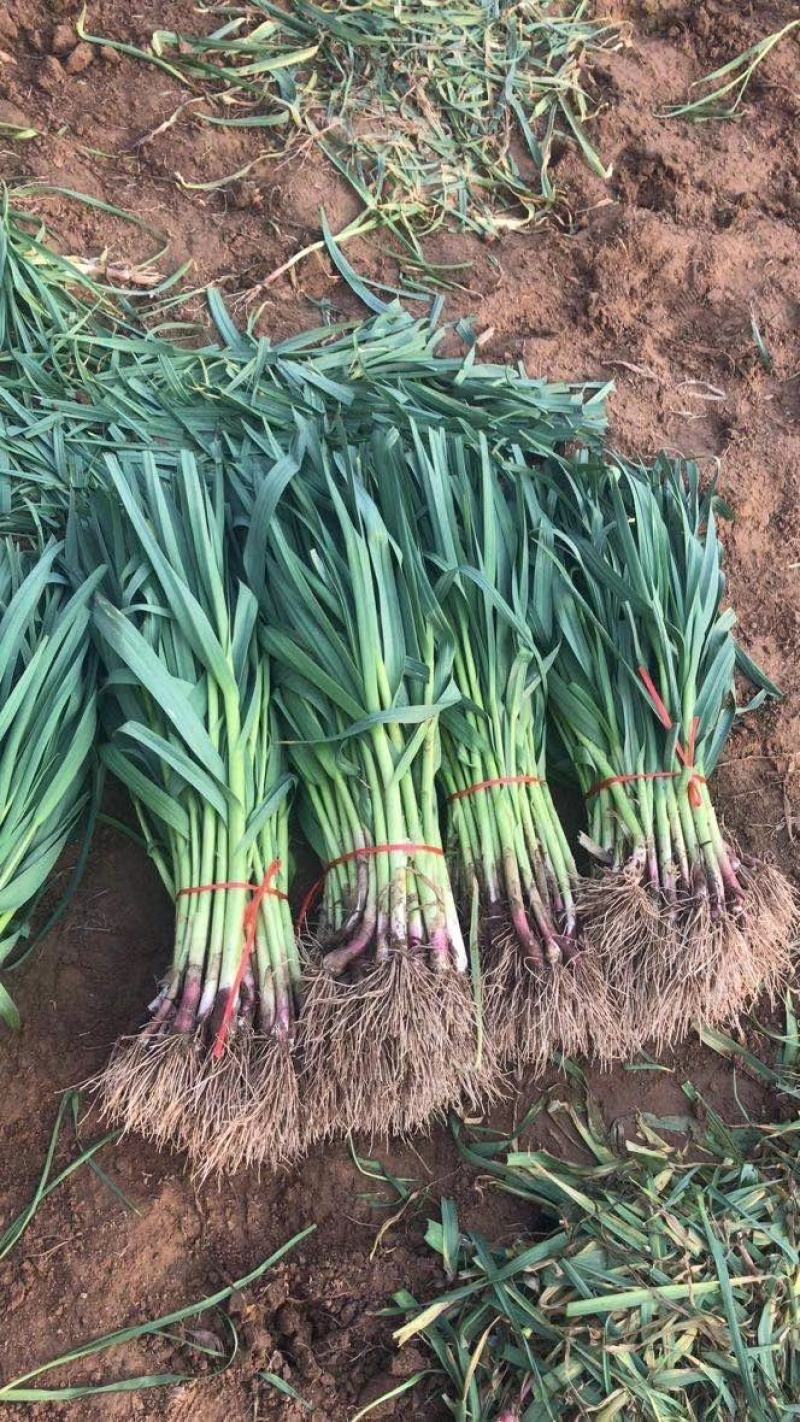 红根蒜苗净菜水洗支持批发加工厂走货量大从优