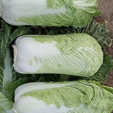 我处冬储白菜大量现货，价格不高，需要的一条龙服务