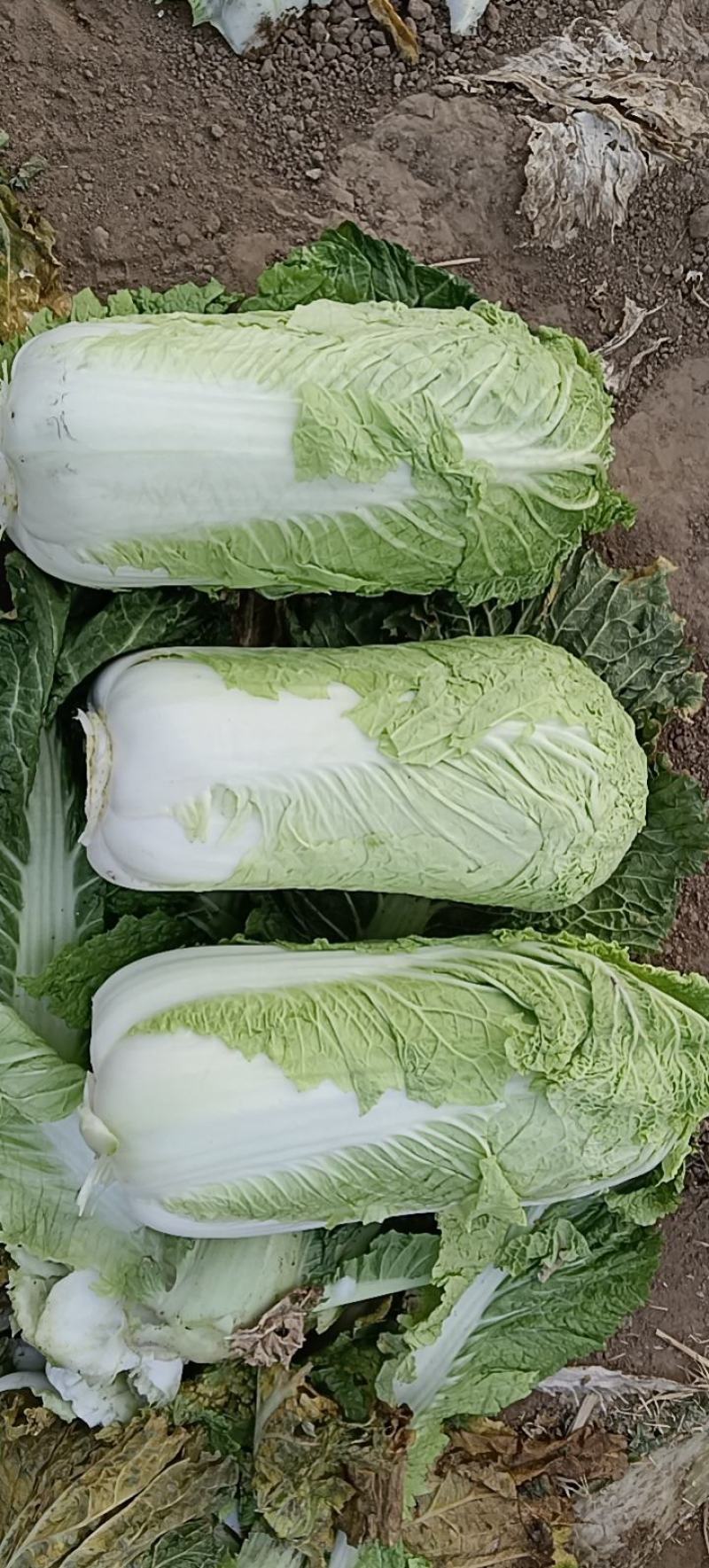 我处冬储白菜大量现货，价格不高，需要的一条龙服务