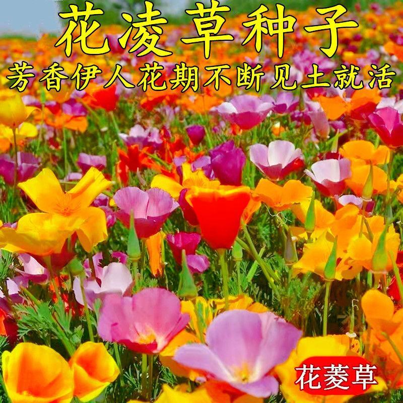 花菱草种子，四季种多年生宿根耐寒耐热花卉菊花百日草花景观