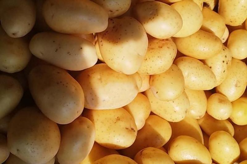 【优选】土豆丰县土豆产地直发保质保量欢迎致电