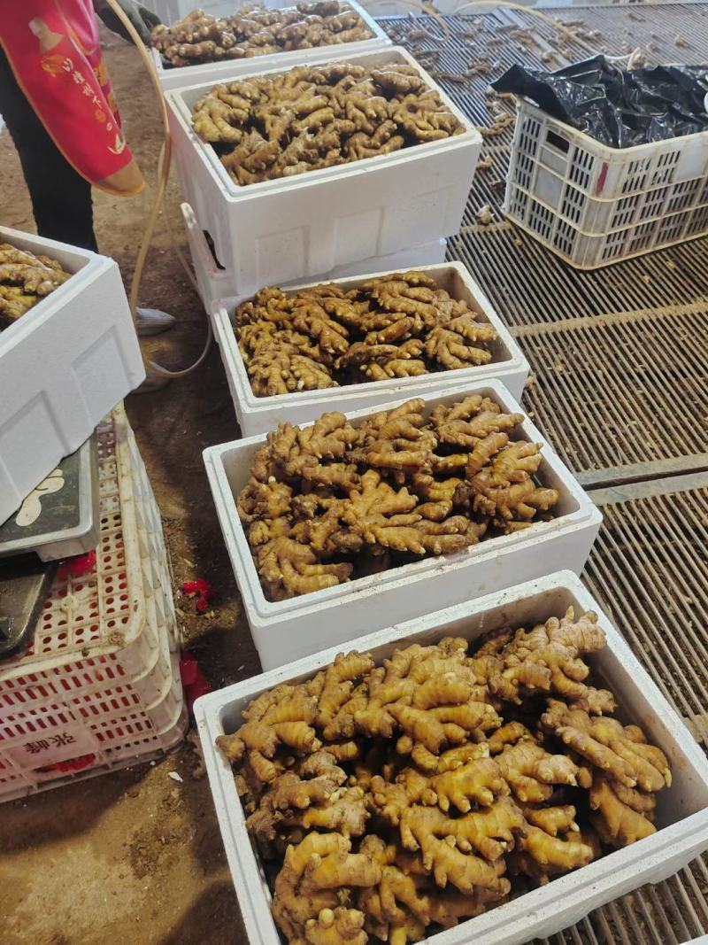 窖藏小黄姜【水洗姜/风干姜/沙土姜】保质保量坏烂包赔