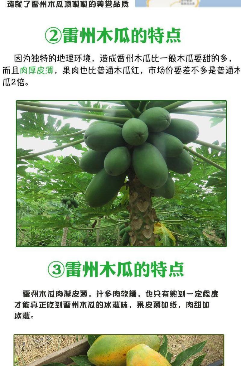 现摘雷州冰糖红心木瓜牛奶水果新鲜整箱欢迎订购