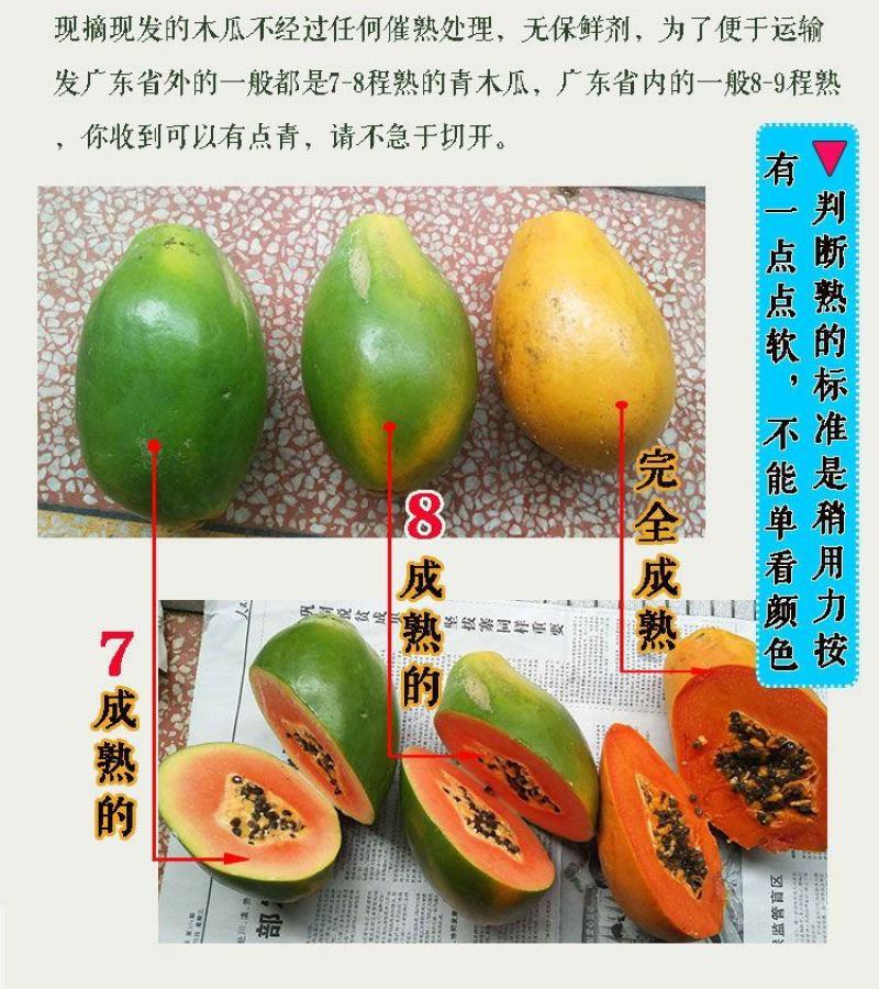 现摘雷州冰糖红心木瓜牛奶水果新鲜整箱欢迎订购