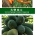 现摘雷州冰糖红心木瓜牛奶水果新鲜整箱欢迎订购