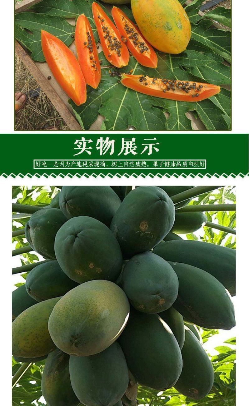 现摘雷州冰糖红心木瓜牛奶水果新鲜整箱欢迎订购