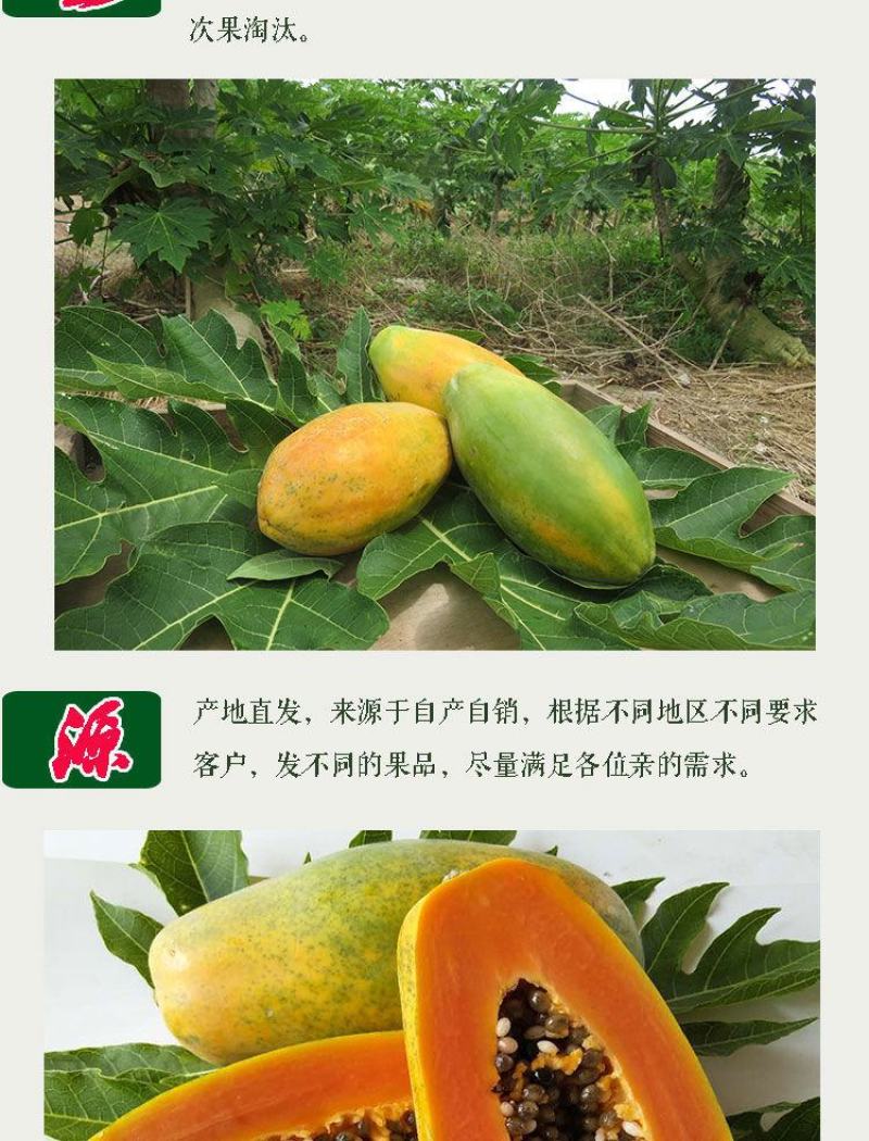 现摘雷州冰糖红心木瓜牛奶水果新鲜整箱欢迎订购