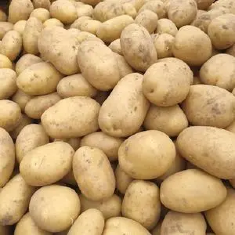 【优选】土豆丰县土豆产地直发保质保量欢迎致电