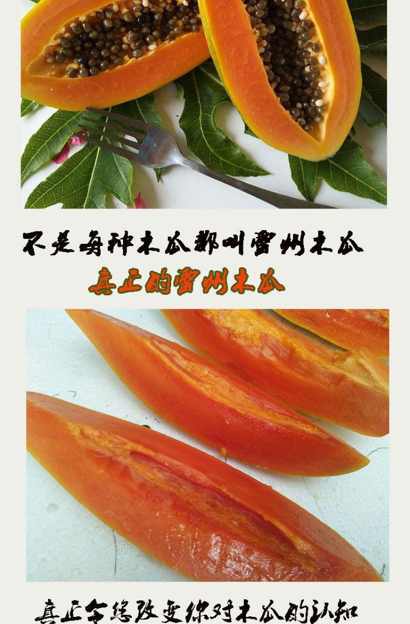 现摘雷州冰糖红心木瓜牛奶水果欢迎订购采购来电