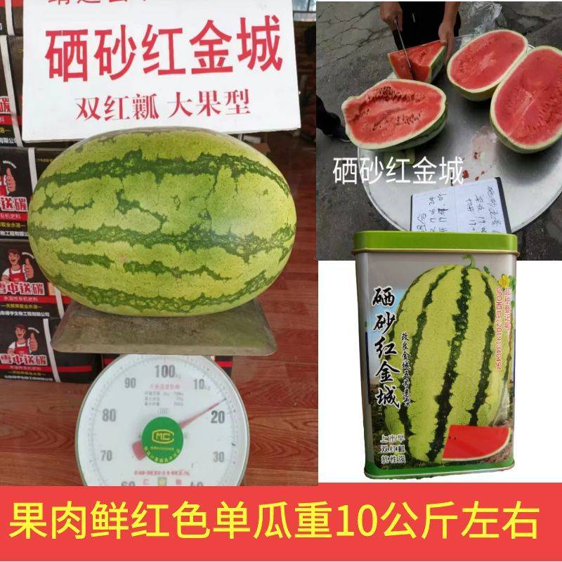 西瓜种子硒砂红金城巨型高产沙漠西瓜大果西瓜改良金城五号