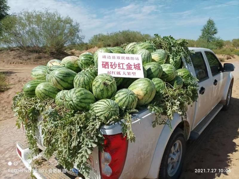 西瓜种子硒砂红金城巨型高产沙漠西瓜大果西瓜改良金城五号