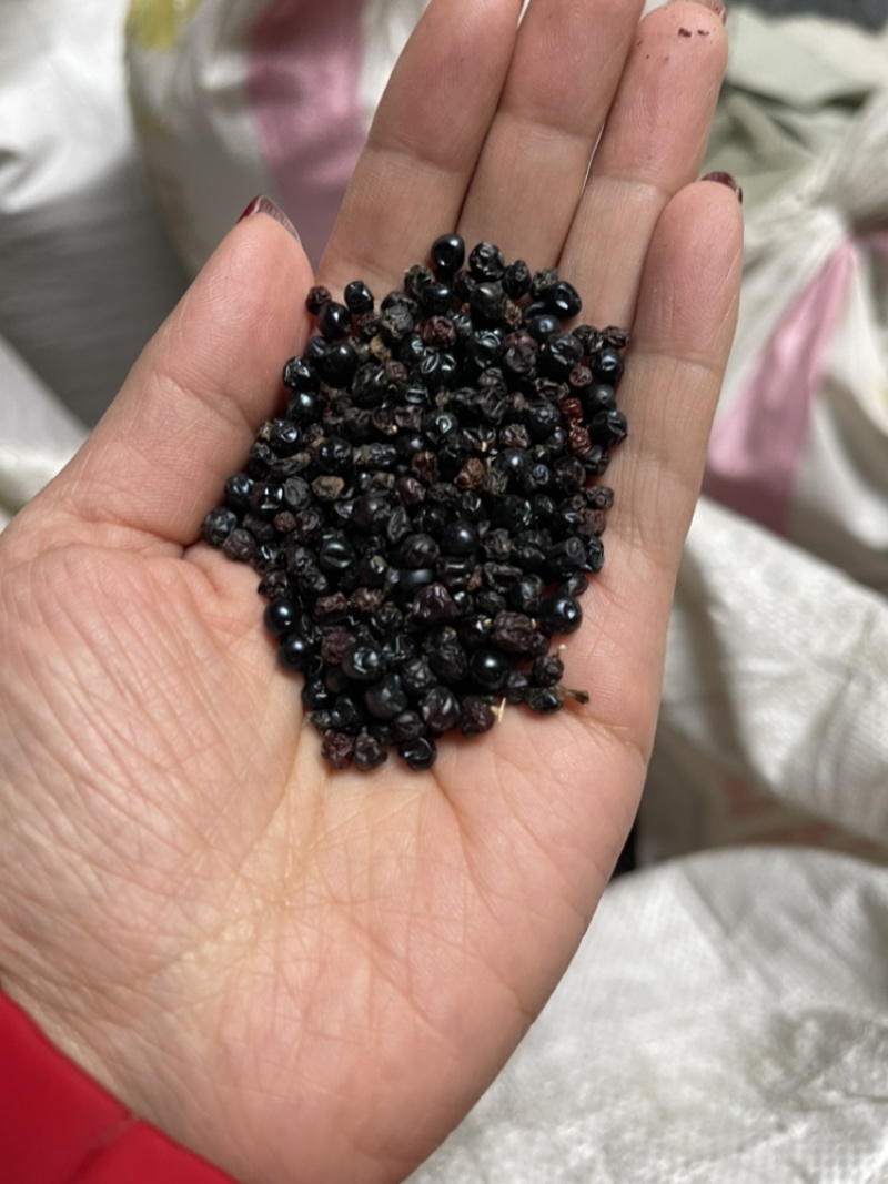 丹参种子，大量供应，产地直销，可视频看货，欢迎选购