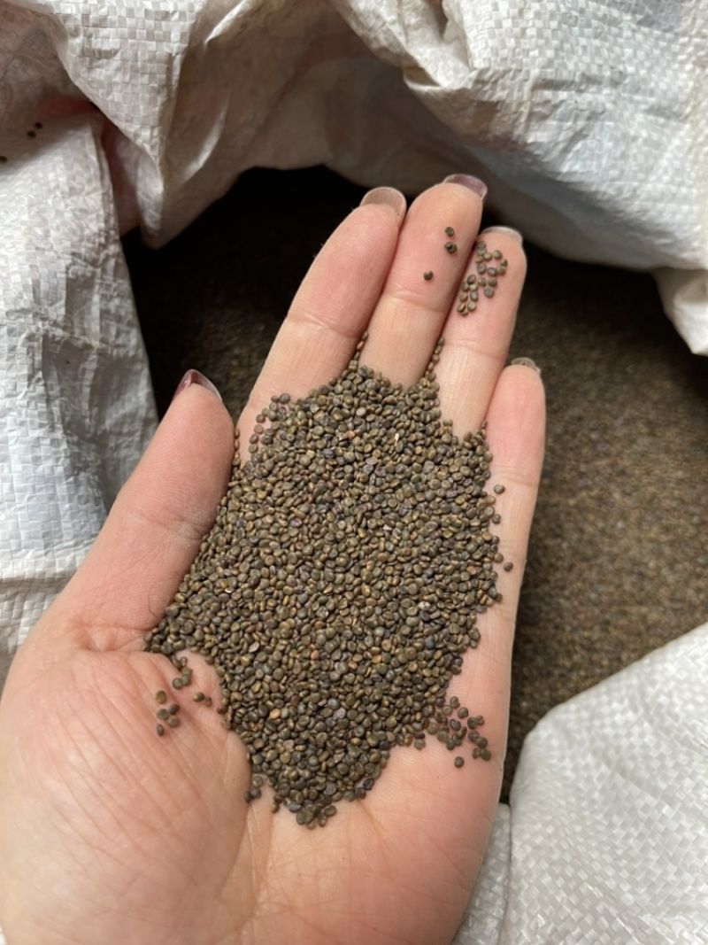 丹参种子，大量供应，产地直销，可视频看货，欢迎选购