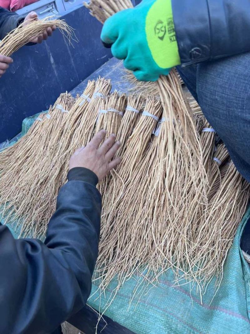 黄芪苗，黄芩苗，党参苗及各种甘肃产苗出售