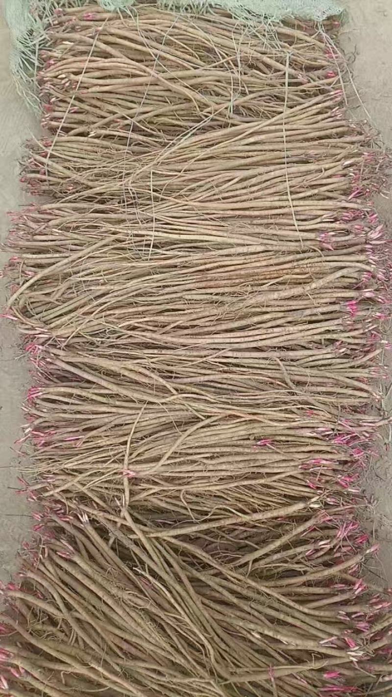 黄芪苗，黄芩苗，党参苗及各种甘肃产苗出售