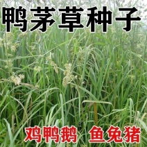 鸭茅种子耐阴耐热耐寒果园草种林间种草牛羊猪兔牧草种