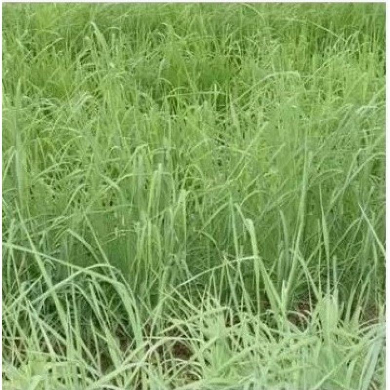 鸭茅种子耐阴耐热耐寒果园草种林间种草牛羊猪兔牧草种