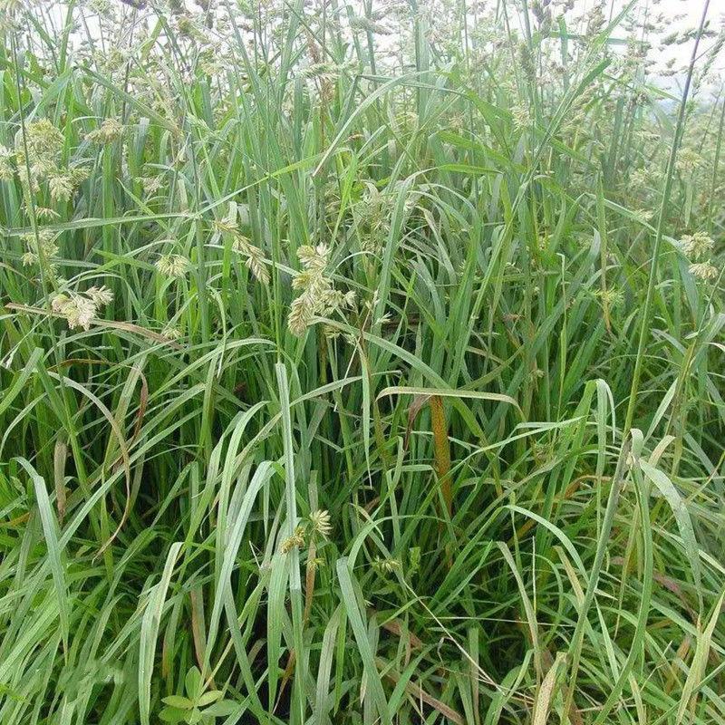 鸭茅种子耐阴耐热耐寒果园草种林间种草牛羊猪兔牧草种