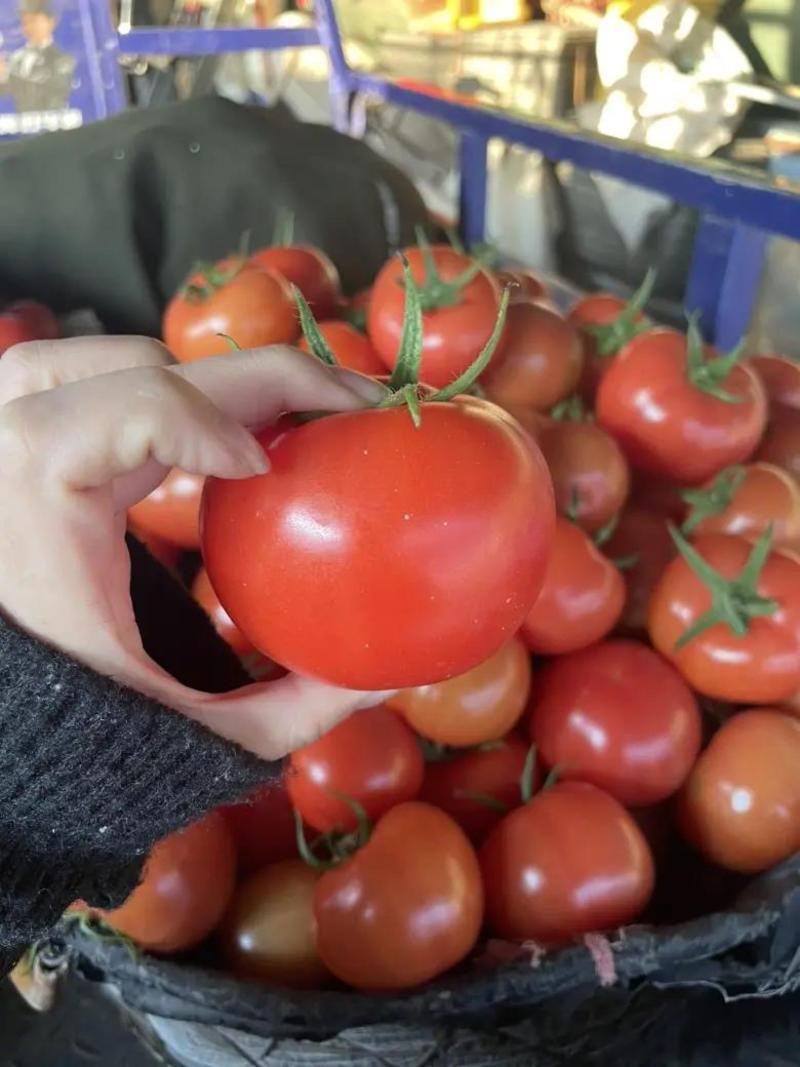 开封大红西红柿大量上市日供两万斤产地一手货源