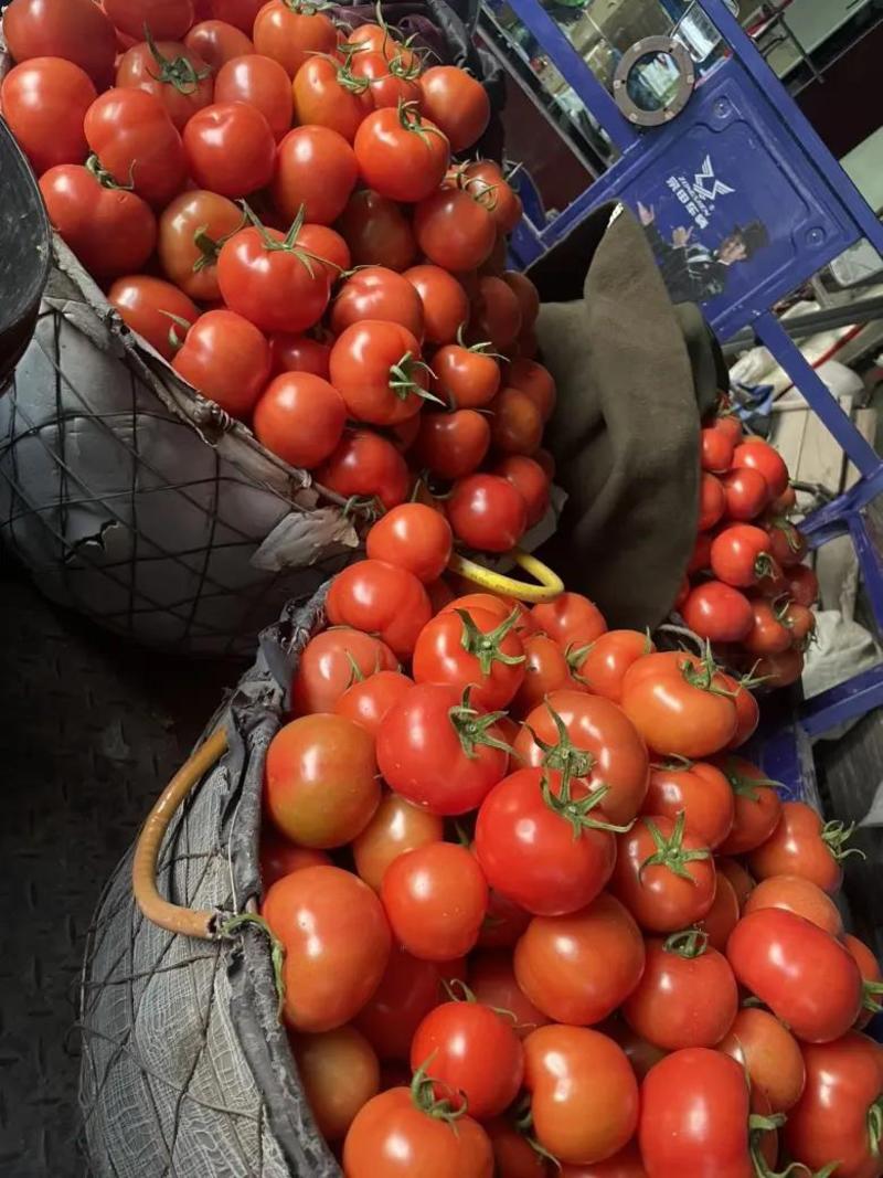 开封大红西红柿大量上市日供两万斤产地一手货源