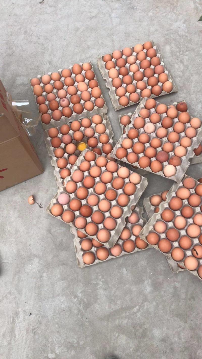 江西精品鸡蛋一手货源大量供应对接批发市场商超