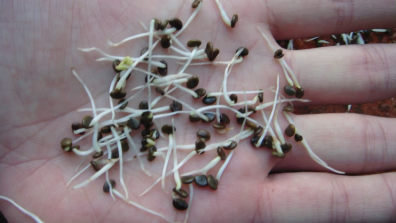远志种子纯新包发芽风车净选量大优惠欢迎惠顾