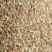 远志种子纯新包发芽风车净选量大优惠欢迎惠顾