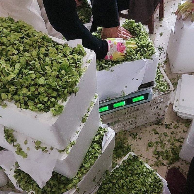 2026年新鲜榆钱榆子钱洋槐花现摘现发大量有货欢迎来骚扰