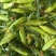 云南水果玉米甜玉米花超玉米花糯玉米大量批发全国发货