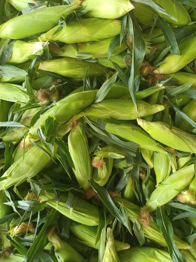 云南水果玉米甜玉米花超玉米花糯玉米大量批发全国发货