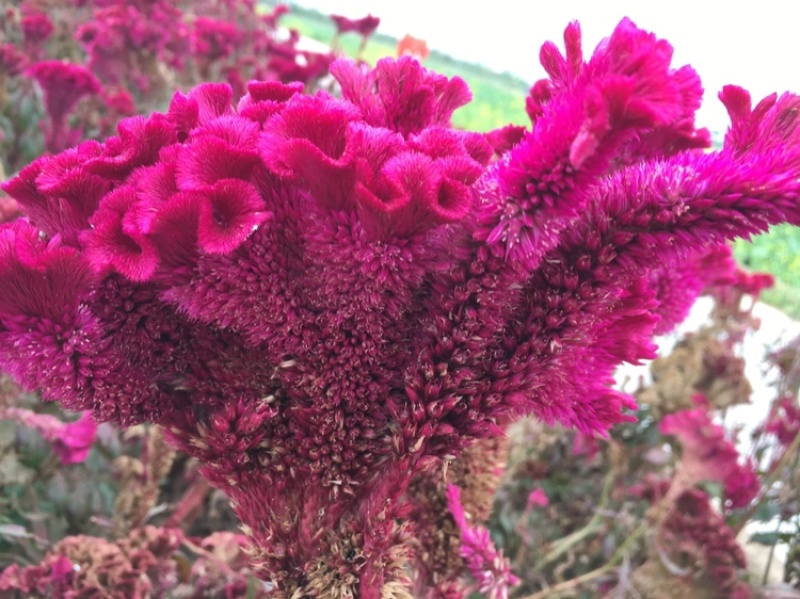 鸡冠花种子纯新产品长期供应包发芽免费种植技术