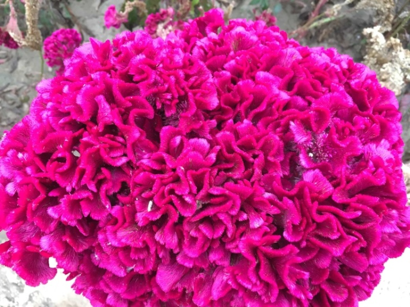 鸡冠花种子纯新产品长期供应包发芽免费种植技术