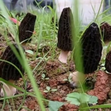 贵州原生态高山羊肚菌