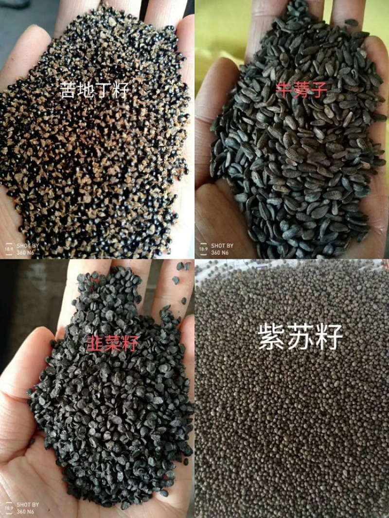 黄芪种子纯新包发芽风车净选提供种植技术