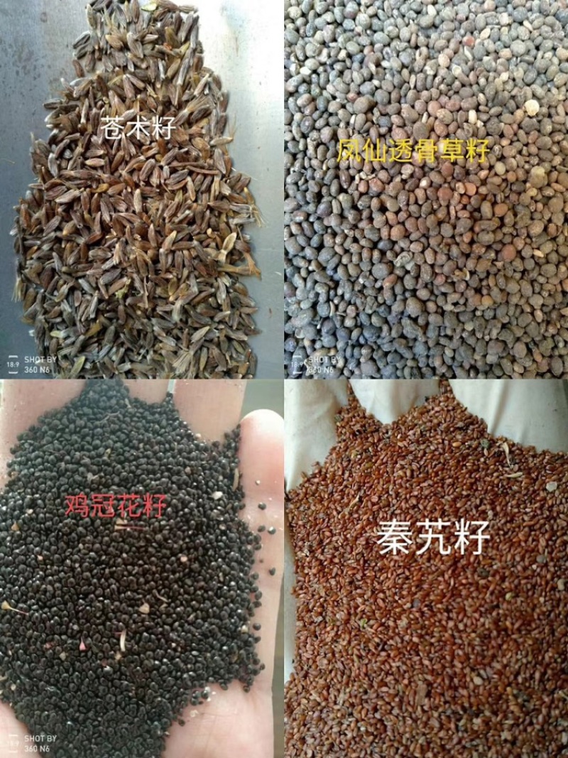 黄芪种子纯新包发芽风车净选提供种植技术
