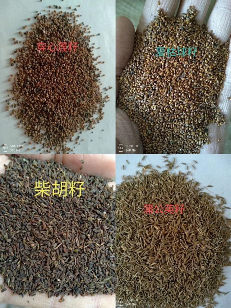 黄芪种子纯新包发芽风车净选提供种植技术