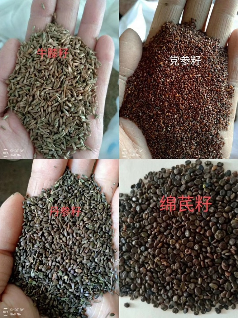 黄芪种子纯新包发芽风车净选提供种植技术