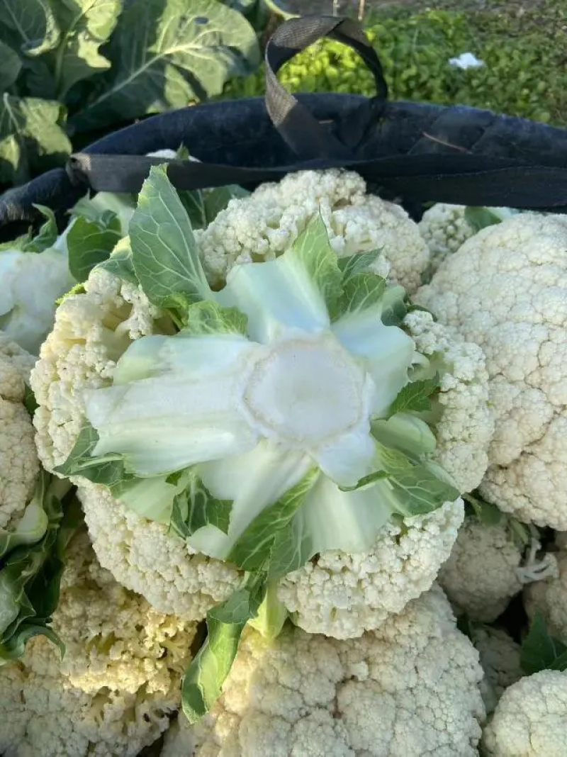 河南开封精品有机花菜对接全国电商批发商超市视频看货等您来电