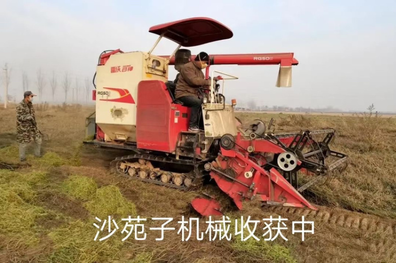 沙苑子价格翻番亩效益高长期供应欢迎选购