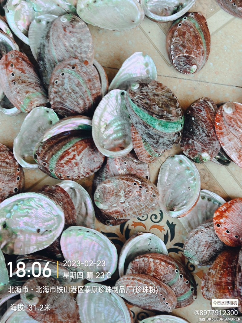 黄金鲍鱼壳工艺贝壳原料石决明