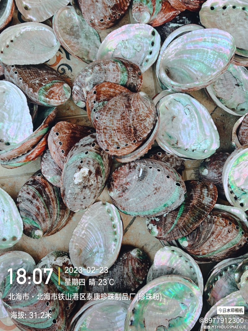 黄金鲍鱼壳工艺贝壳原料石决明
