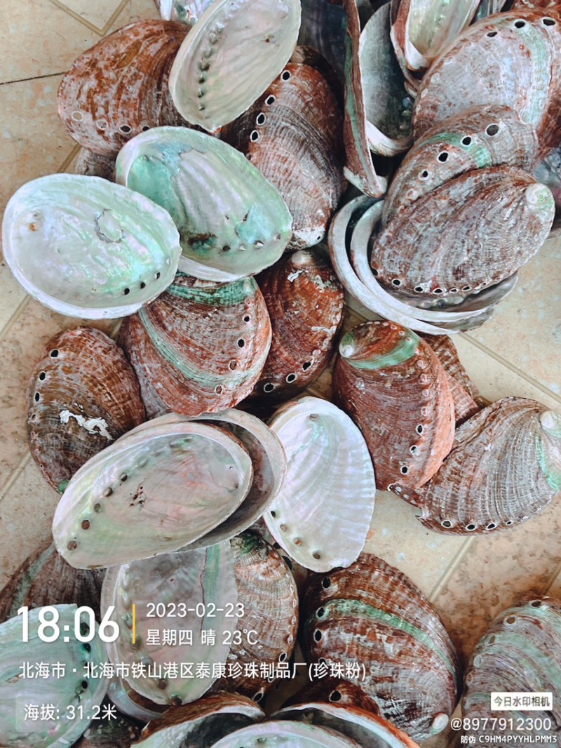 黄金鲍鱼壳工艺贝壳原料石决明
