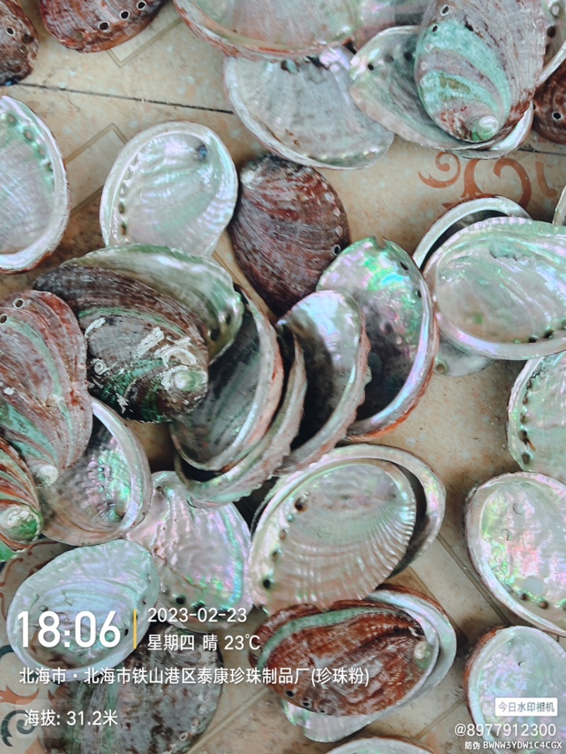 黄金鲍鱼壳工艺贝壳原料石决明