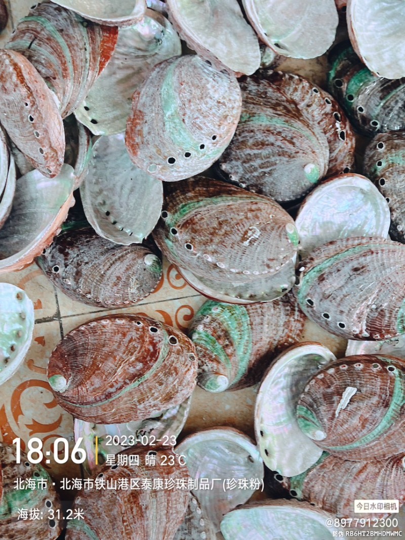 黄金鲍鱼壳工艺贝壳原料石决明