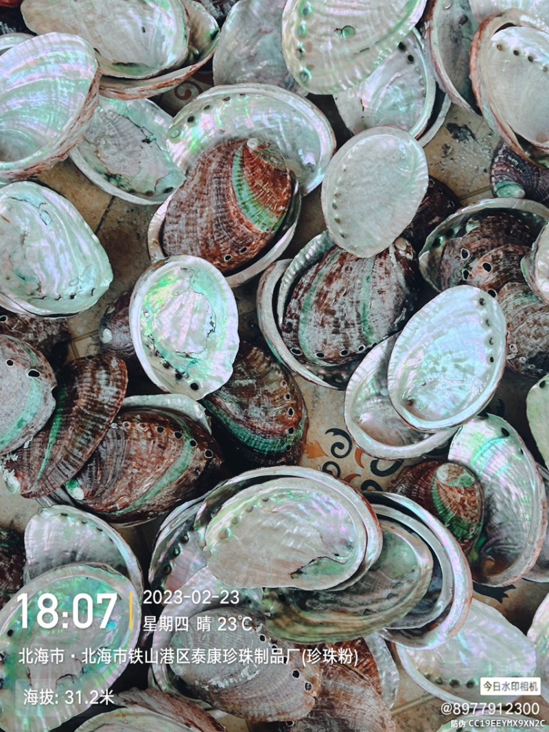 黄金鲍鱼壳工艺贝壳原料石决明