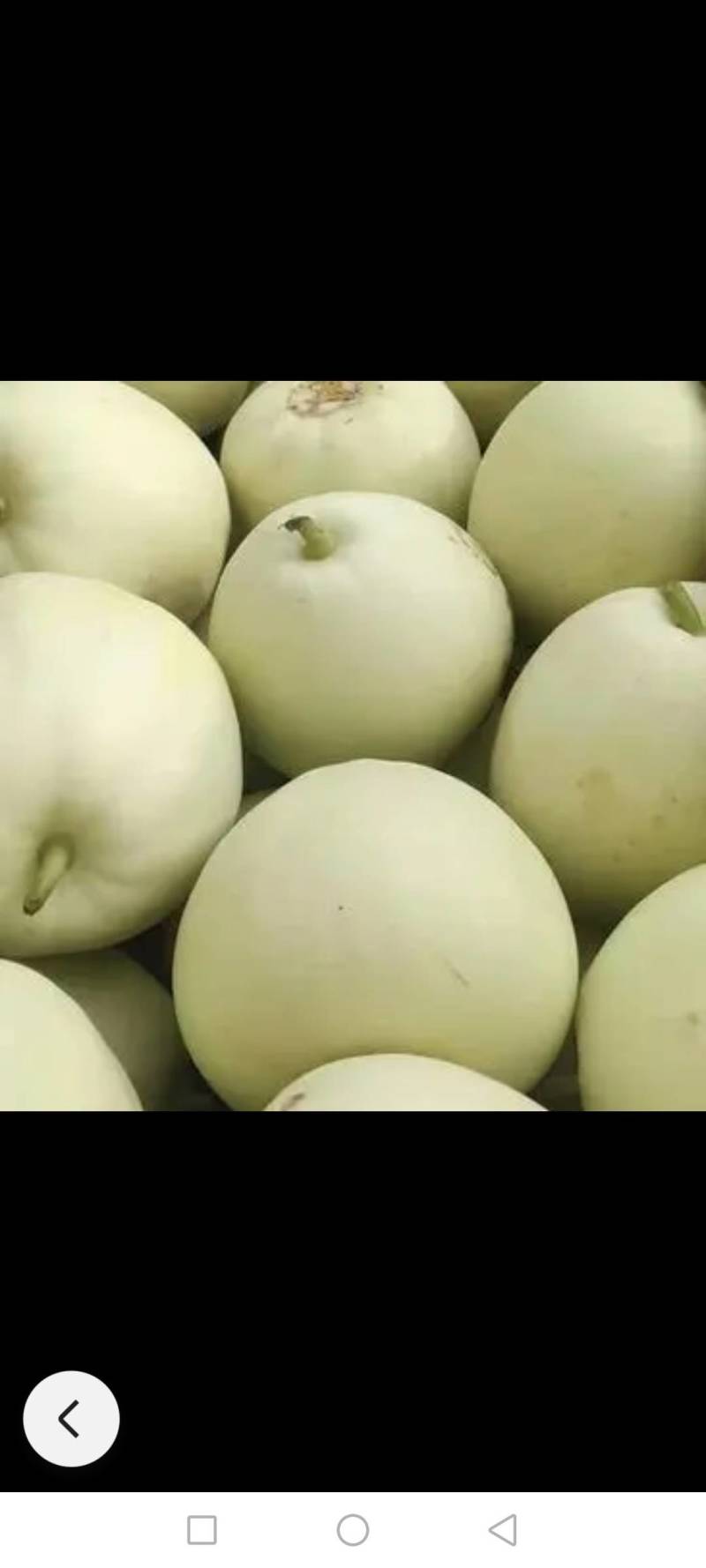 美浓甜瓜