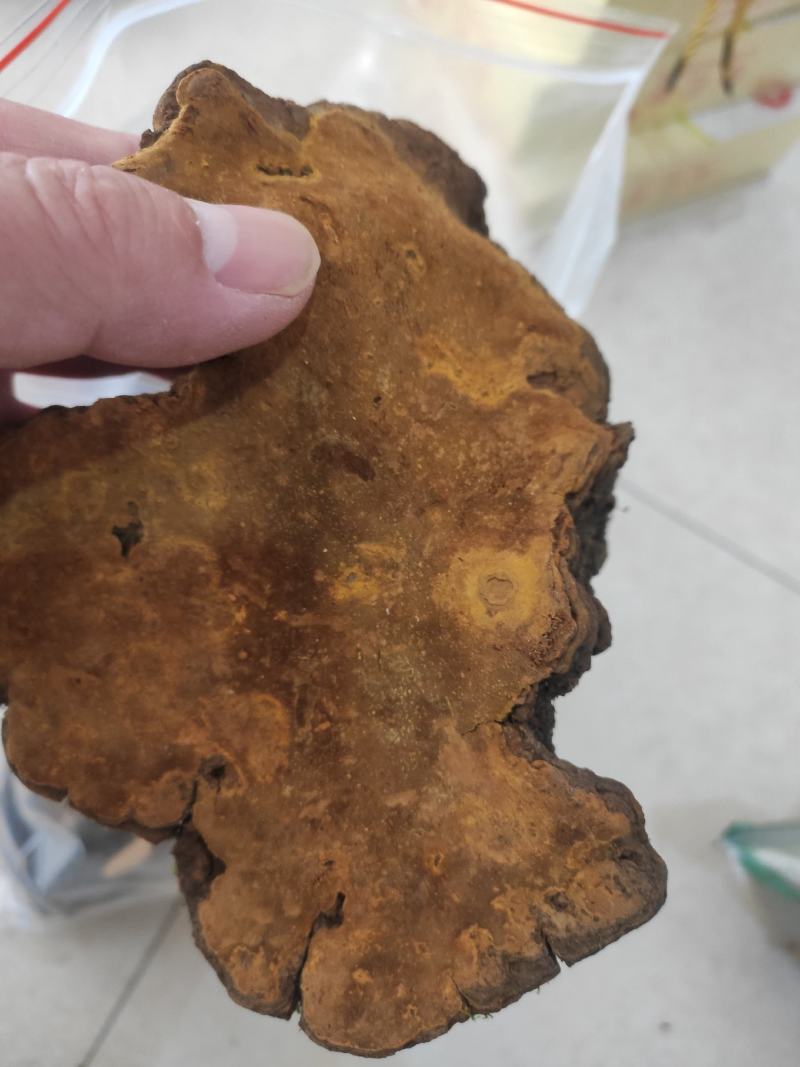 桑黄干货桑黄欢迎选购！量大从优！