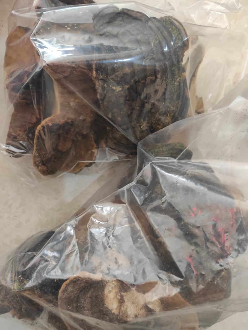 桑黄干货桑黄欢迎选购！量大从优！