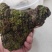 桑黄干货桑黄欢迎选购！量大从优！